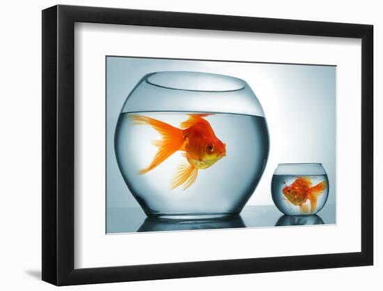 Golodfish Discrimination-Orla-Framed Photographic Print