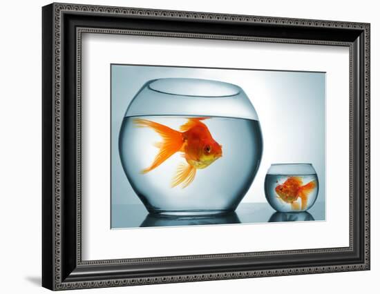 Golodfish Discrimination-Orla-Framed Photographic Print