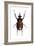 Golofa Scarab Beetle-Lawrence Lawry-Framed Photographic Print