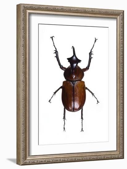 Golofa Scarab Beetle-Lawrence Lawry-Framed Photographic Print