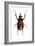 Golofa Scarab Beetle-Lawrence Lawry-Framed Photographic Print