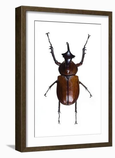 Golofa Scarab Beetle-Lawrence Lawry-Framed Photographic Print