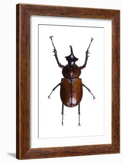 Golofa Scarab Beetle-Lawrence Lawry-Framed Photographic Print