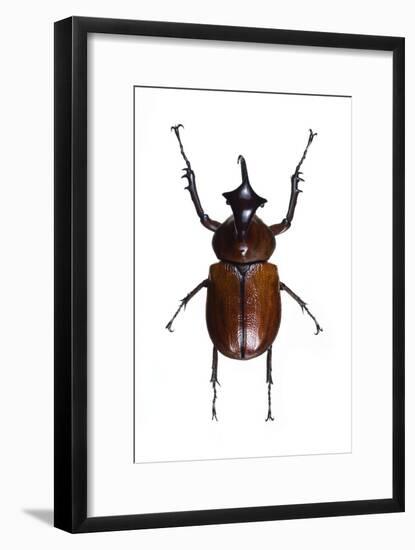 Golofa Scarab Beetle-Lawrence Lawry-Framed Photographic Print