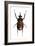 Golofa Scarab Beetle-Lawrence Lawry-Framed Photographic Print