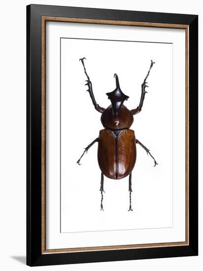 Golofa Scarab Beetle-Lawrence Lawry-Framed Photographic Print