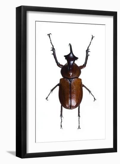 Golofa Scarab Beetle-Lawrence Lawry-Framed Photographic Print