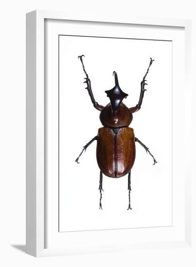 Golofa Scarab Beetle-Lawrence Lawry-Framed Photographic Print