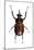 Golofa Scarab Beetle-Lawrence Lawry-Mounted Photographic Print
