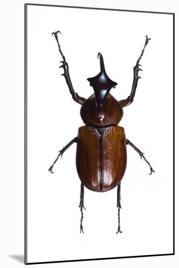 Golofa Scarab Beetle-Lawrence Lawry-Mounted Photographic Print