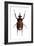 Golofa Scarab Beetle-Lawrence Lawry-Framed Photographic Print