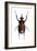 Golofa Scarab Beetle-Lawrence Lawry-Framed Photographic Print