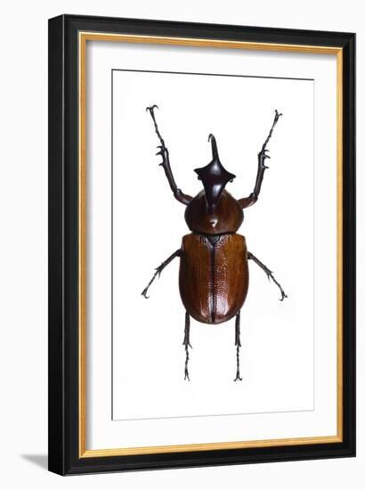 Golofa Scarab Beetle-Lawrence Lawry-Framed Photographic Print