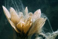 Underwater Flower Water Paint Splash Yellow Petals-golubovy-Photographic Print