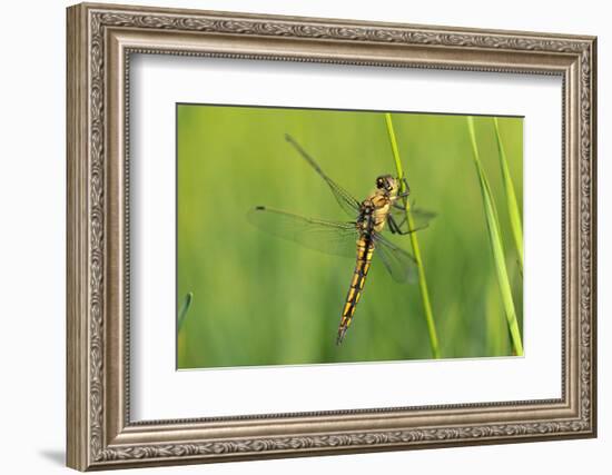 Gomphidae Dragonfly, Side View-Harald Kroiss-Framed Photographic Print