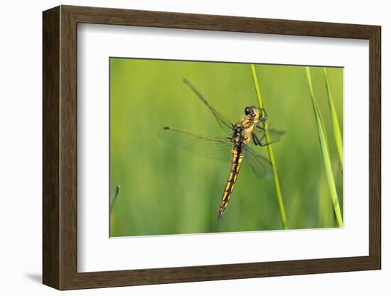 Gomphidae Dragonfly, Side View-Harald Kroiss-Framed Photographic Print