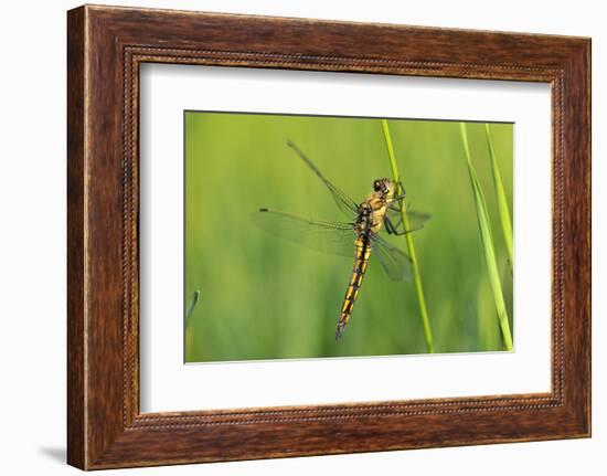 Gomphidae Dragonfly, Side View-Harald Kroiss-Framed Photographic Print