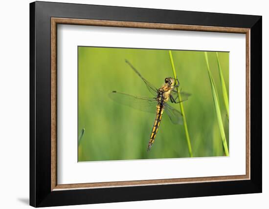 Gomphidae Dragonfly, Side View-Harald Kroiss-Framed Photographic Print