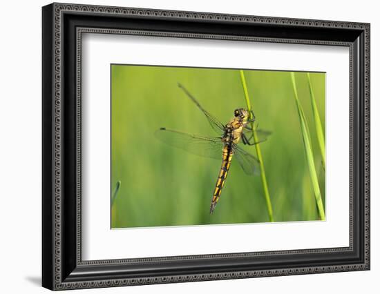 Gomphidae Dragonfly, Side View-Harald Kroiss-Framed Photographic Print