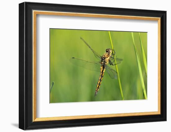 Gomphidae Dragonfly, Side View-Harald Kroiss-Framed Photographic Print