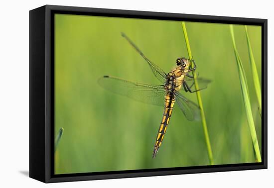 Gomphidae Dragonfly, Side View-Harald Kroiss-Framed Premier Image Canvas