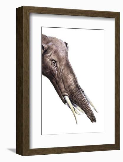 Gomphotherium Angustidens-null-Framed Photographic Print