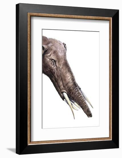 Gomphotherium Angustidens-null-Framed Photographic Print