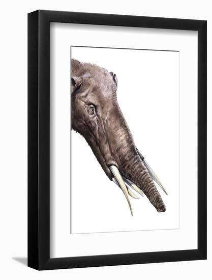 Gomphotherium Angustidens-null-Framed Photographic Print