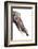 Gomphotherium Angustidens-null-Framed Photographic Print