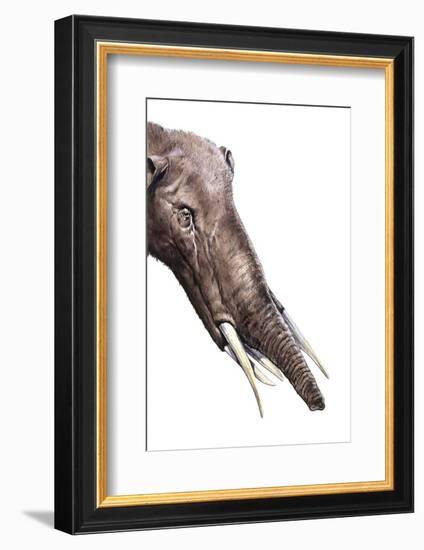 Gomphotherium Angustidens-null-Framed Photographic Print