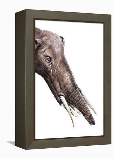 Gomphotherium Angustidens-null-Framed Premier Image Canvas