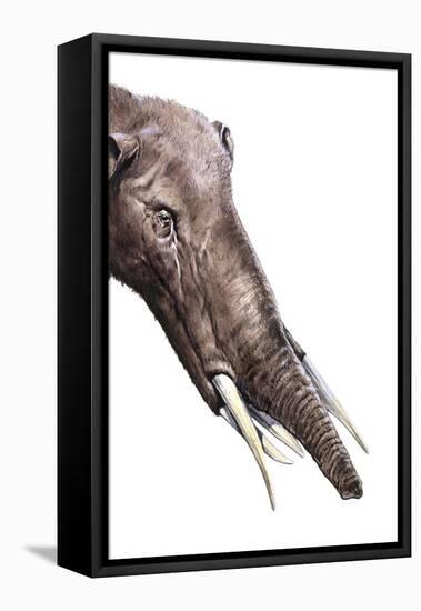 Gomphotherium Angustidens-null-Framed Premier Image Canvas