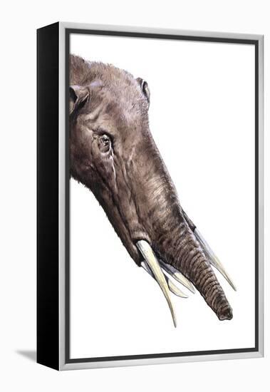 Gomphotherium Angustidens-null-Framed Premier Image Canvas