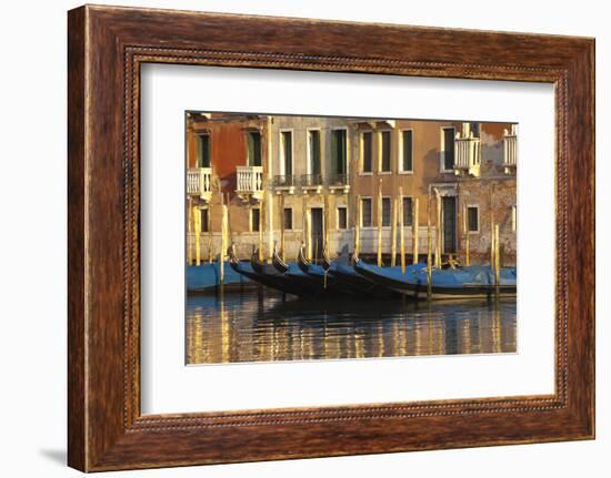 Gondolas Along the Grand Canal in Venice, Italy-David Noyes-Framed Photographic Print