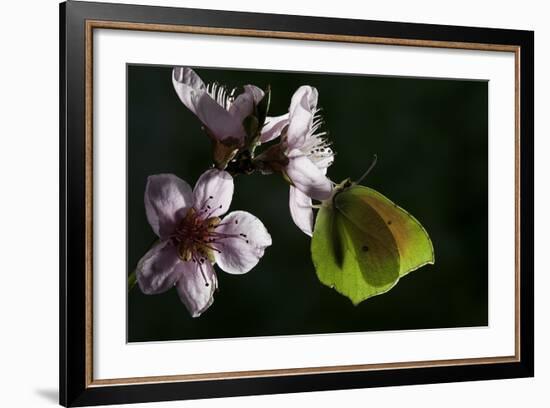 Gonepteryx Cleopatra (Cleopatra Butterfly)-Paul Starosta-Framed Photographic Print