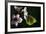 Gonepteryx Cleopatra (Cleopatra Butterfly)-Paul Starosta-Framed Photographic Print