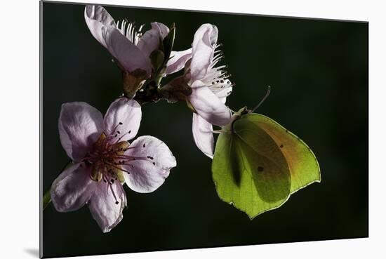 Gonepteryx Cleopatra (Cleopatra Butterfly)-Paul Starosta-Mounted Photographic Print