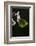 Gonepteryx Cleopatra (Cleopatra Butterfly)-Paul Starosta-Framed Photographic Print