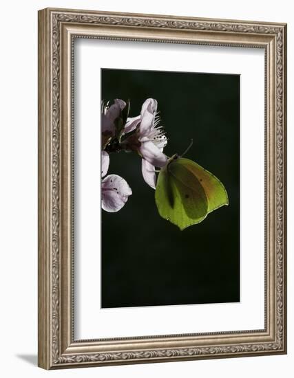 Gonepteryx Cleopatra (Cleopatra Butterfly)-Paul Starosta-Framed Photographic Print