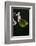 Gonepteryx Cleopatra (Cleopatra Butterfly)-Paul Starosta-Framed Photographic Print