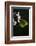 Gonepteryx Cleopatra (Cleopatra Butterfly)-Paul Starosta-Framed Photographic Print