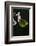 Gonepteryx Cleopatra (Cleopatra Butterfly)-Paul Starosta-Framed Photographic Print