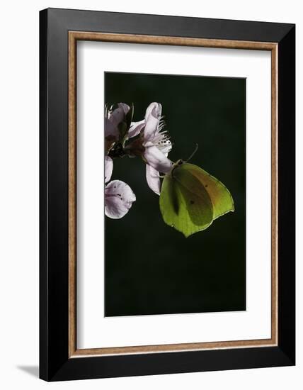 Gonepteryx Cleopatra (Cleopatra Butterfly)-Paul Starosta-Framed Photographic Print