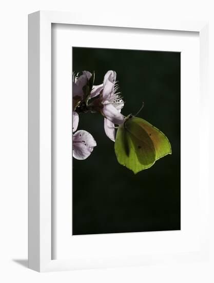 Gonepteryx Cleopatra (Cleopatra Butterfly)-Paul Starosta-Framed Photographic Print