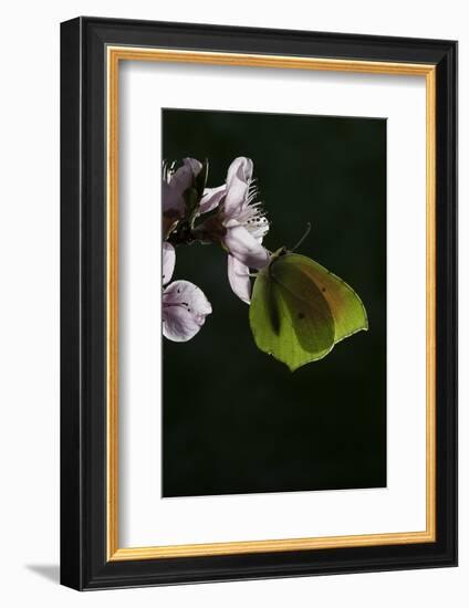 Gonepteryx Cleopatra (Cleopatra Butterfly)-Paul Starosta-Framed Photographic Print