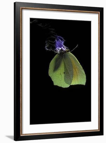 Gonepteryx Cleopatra (Cleopatra Butterfly)-Paul Starosta-Framed Photographic Print