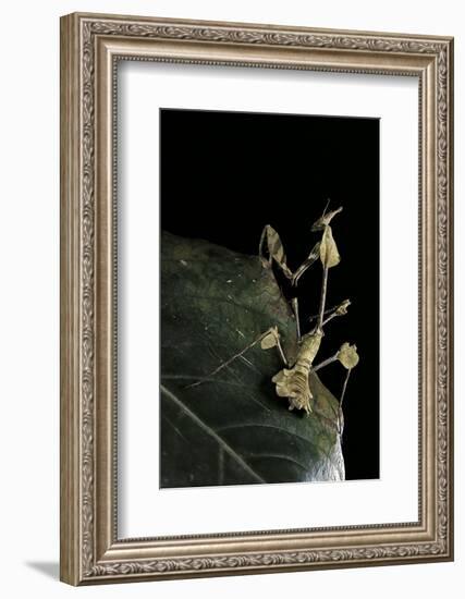 Gongylus Gongylodes (Wandering Violin Mantis)-Paul Starosta-Framed Photographic Print