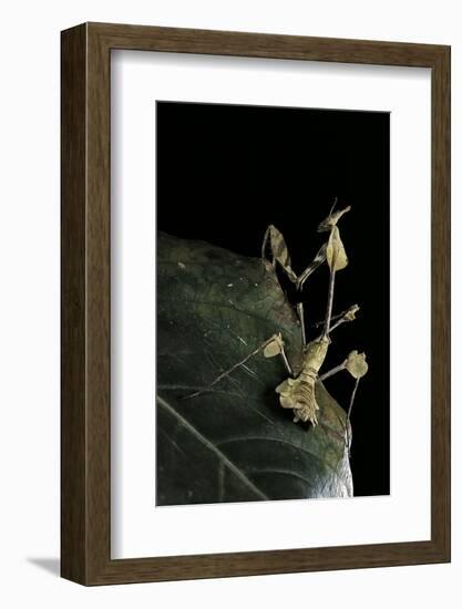 Gongylus Gongylodes (Wandering Violin Mantis)-Paul Starosta-Framed Photographic Print