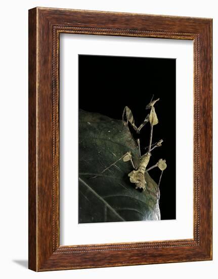 Gongylus Gongylodes (Wandering Violin Mantis)-Paul Starosta-Framed Photographic Print