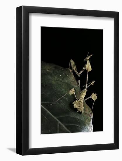 Gongylus Gongylodes (Wandering Violin Mantis)-Paul Starosta-Framed Photographic Print